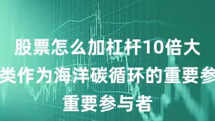 股票怎么加杠杆10倍大型藻类作为海洋碳循环的重要参与者
